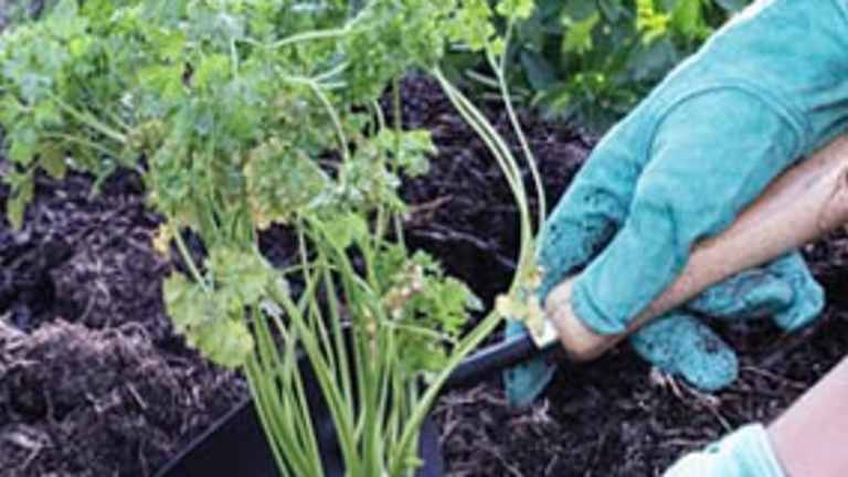 Stress Relief through Gardening