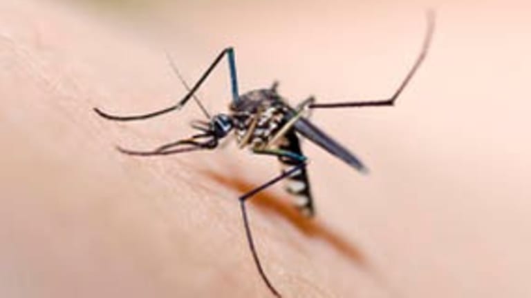 What You Need to Know About West Nile Virus
