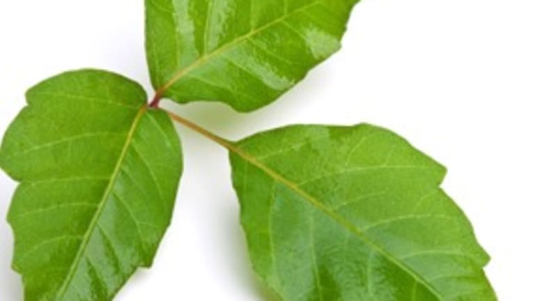 Expert Tips to Ease Itch from Poison Ivy, Oak, and Sumac