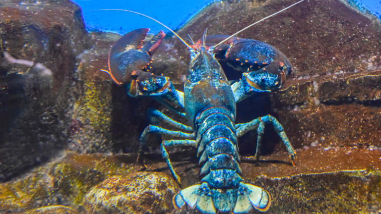 Life Coach: What Can You Learn from a Lobster?