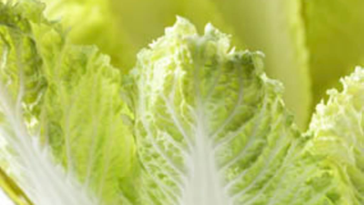 Napa Cabbage - A Womans Health