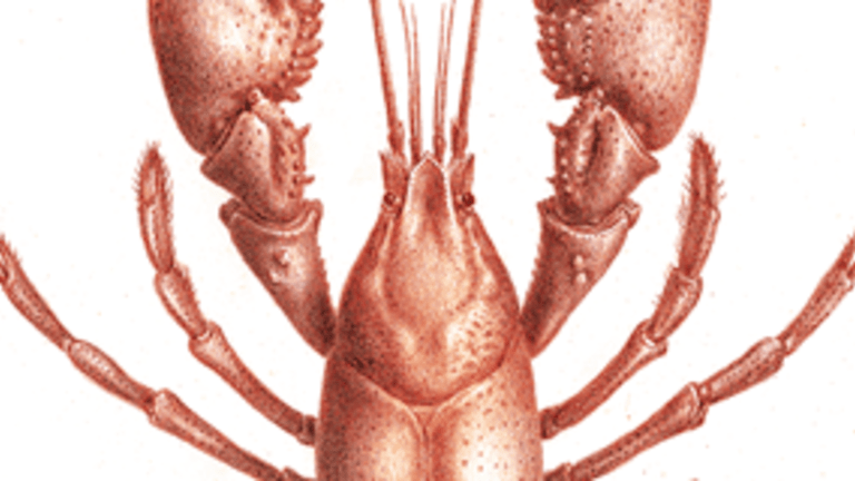 Life Coach: What Can You Learn from a Lobster?