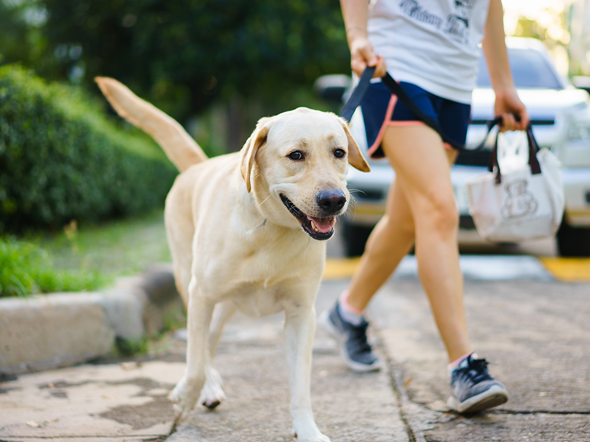 Walking pet. Прогулка с собакой. Выгул собак. Выгуливать собаку. Лабрадор на прогулке.